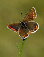 Brown Argus Aricia agestis