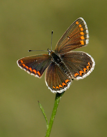 Brown Argus Aricia agestis