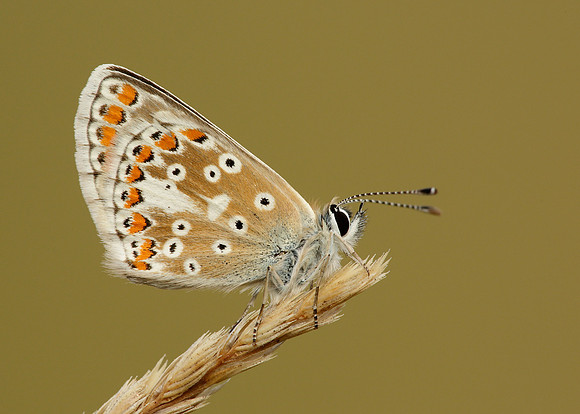 Brown Argus Aricia agestis