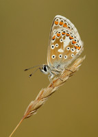 Brown Argus Aricia agestis
