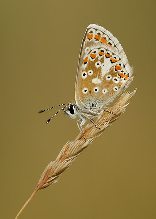 Brown Argus Aricia agestis
