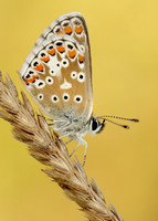 Brown Argus Aricia agestis