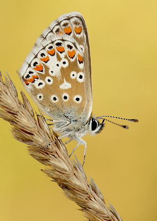Brown Argus Aricia agestis