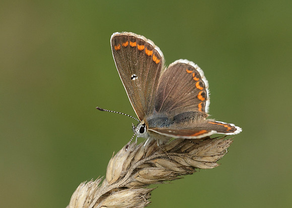 Brown Argus Aricia agestis