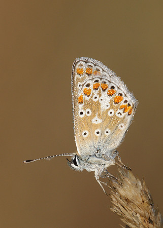 Brown Argus Aricia agestis
