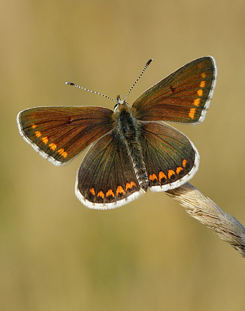Brown Argus Aricia agestis