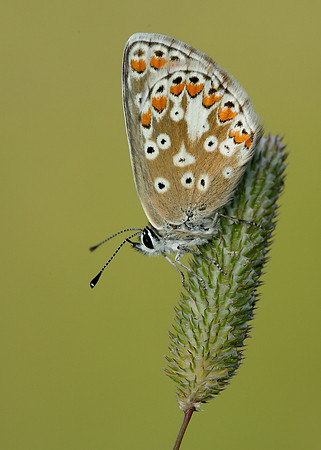 Brown Argus Aricia agestis