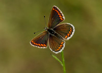 Brown Argus Aricia agestis