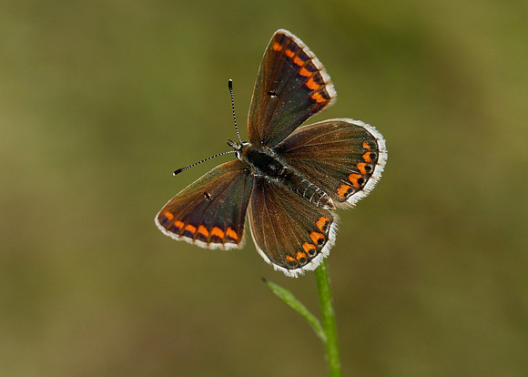 Brown Argus Aricia agestis