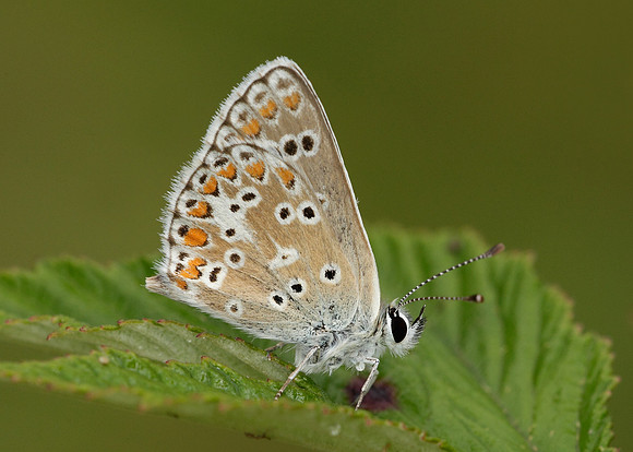 Brown Argus Aricia agestis