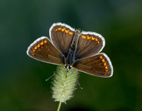 Brown Argus Aricia agestis