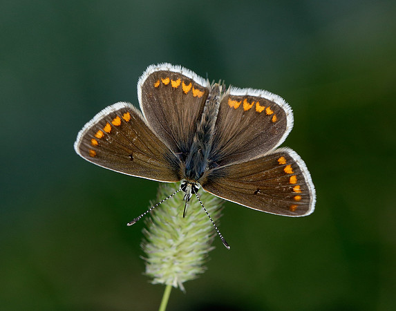 Brown Argus Aricia agestis