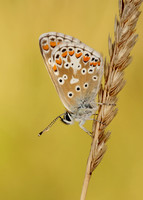 Brown Argus Aricia agestis