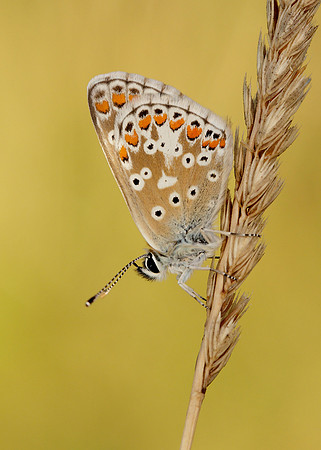 Brown Argus Aricia agestis