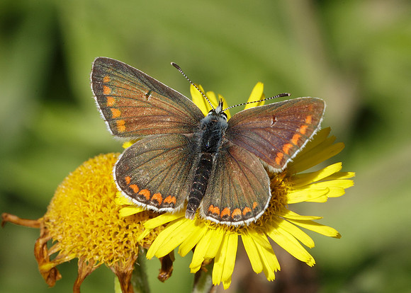 Brown Argus Aricia agestis