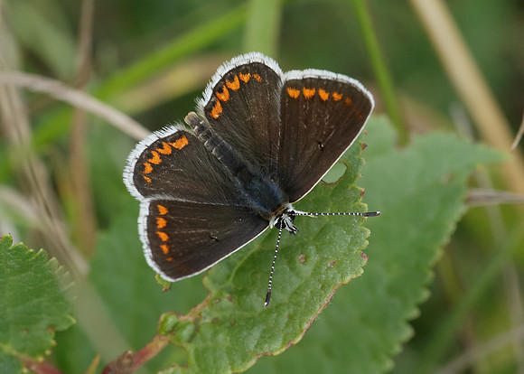 Brown Argus Aricia agestis