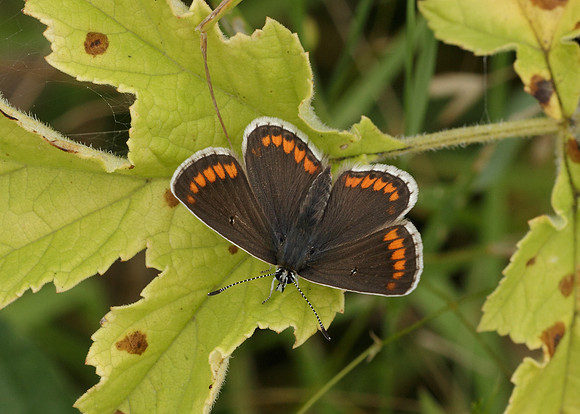 Brown Argus Aricia agestis