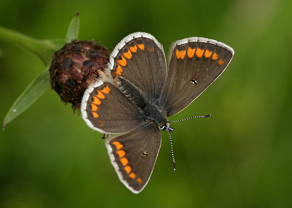 Brown Argus Aricia agestis