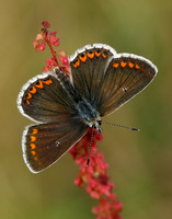 Brown Argus Aricia agestis