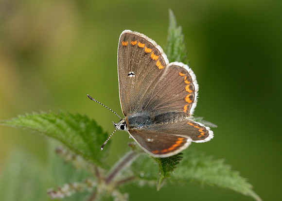 Brown Argus Aricia agestis