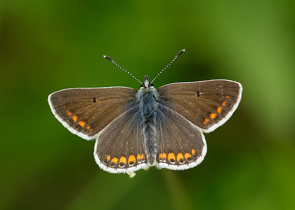 Brown Argus Aricia agestis