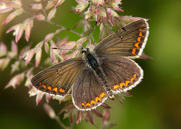 Brown Argus Aricia agestis