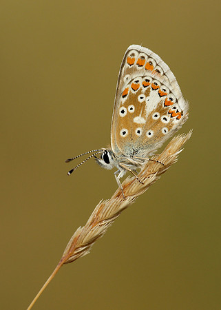 Brown Argus Aricia agestis