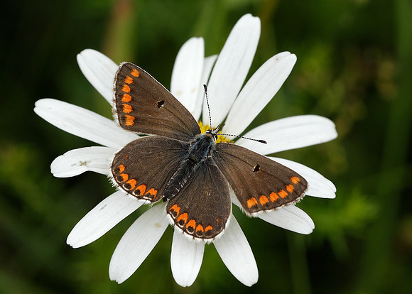 Brown Argus Aricia agestis