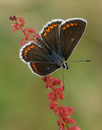 Brown Argus Aricia agestis
