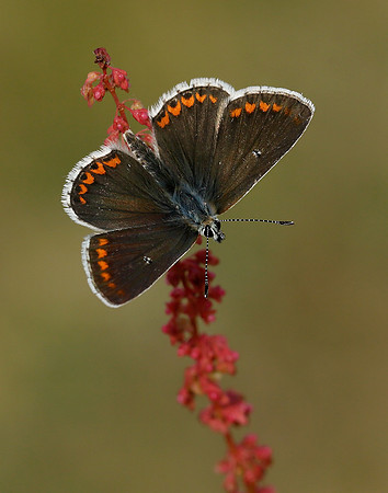 Brown Argus Aricia agestis