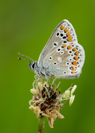 Brown Argus Aricia agestis