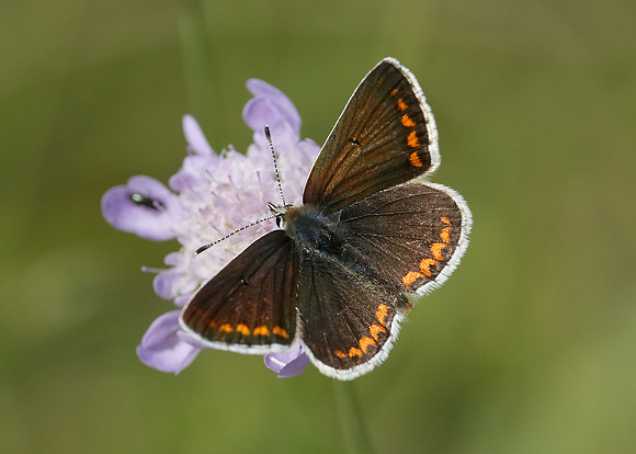 Brown Argus Aricia agestis