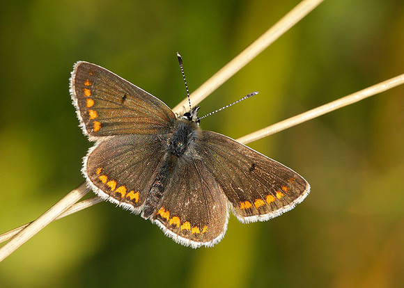 Brown Argus Aricia agestis
