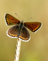 Brown Argus Aricia agestis