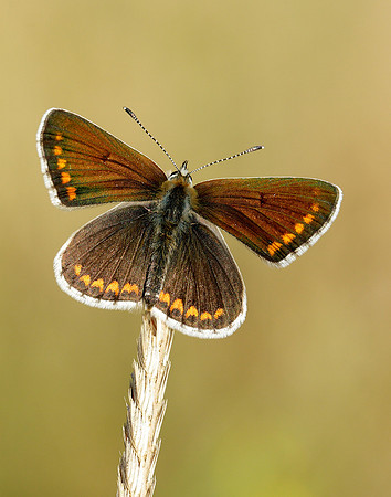 Brown Argus Aricia agestis