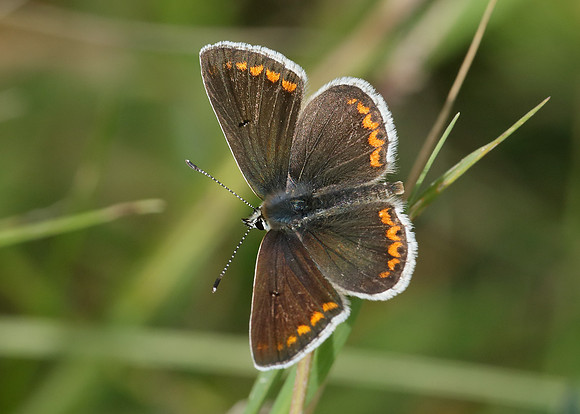 Brown Argus Aricia agestis