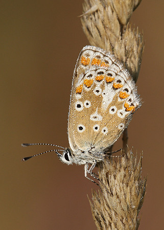 Brown Argus Aricia agestis