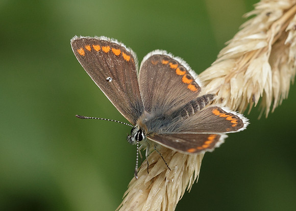 Brown Argus Aricia agestis