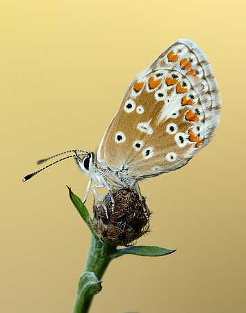 Brown Argus Aricia agestis