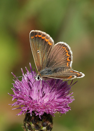 Brown Argus Aricia agestis