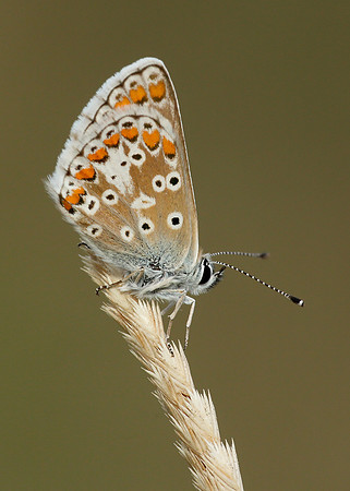 Brown Argus Aricia agestis