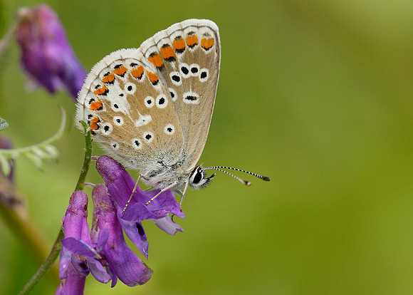 Brown Argus Aricia agestis