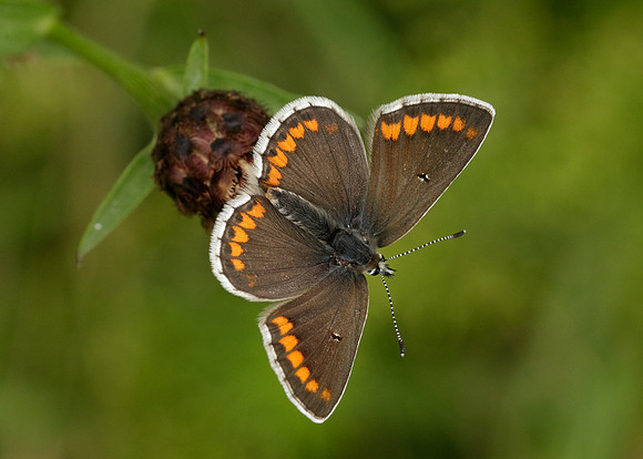 Brown Argus Aricia agestis