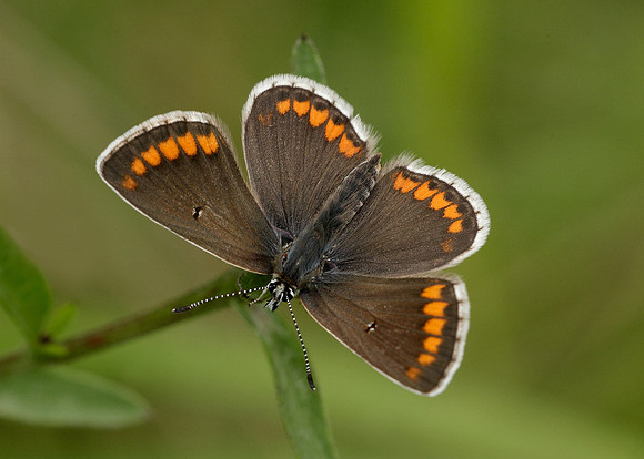 Brown Argus Aricia agestis