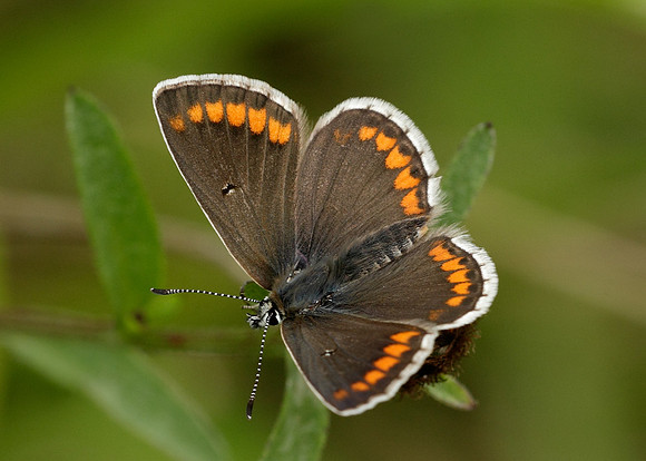 Brown Argus Aricia agestis