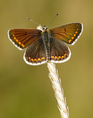 Brown Argus Aricia agestis