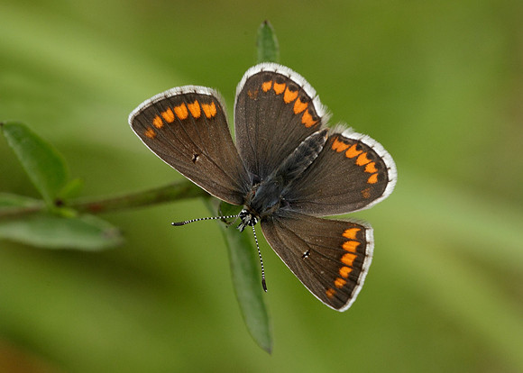 Brown Argus Aricia agestis