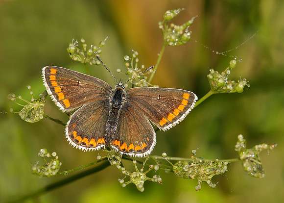 Brown Argus Aricia agestis