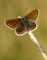 Brown Argus Aricia agestis