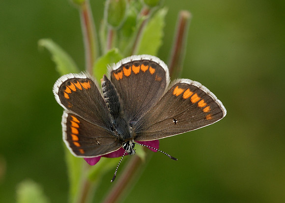 Brown Argus Aricia agestis
